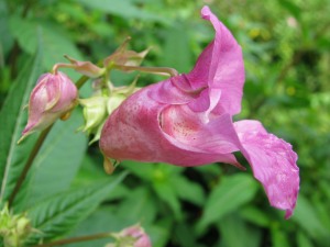 Neophyten entdecken und Springkraut-Gelee selber herstellen